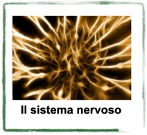 il sistema nervoso