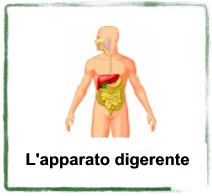 l'apparato digerente