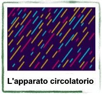 l'apparato circolatorio