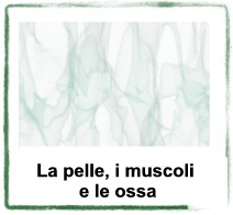 la pelle, i muscoli e le ossa
